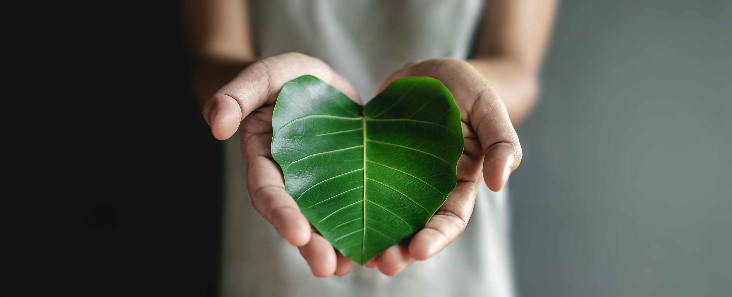 Hands Holding a Green Heart-Shape Leaf